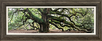 Angel Oak Panoramic