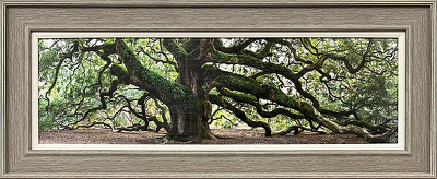 Angel Oak Panoramic