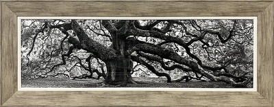 Angel Oak Panoramic Black and White