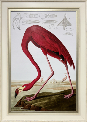 Flamingo Audubon