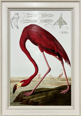 Flamingo Audubon