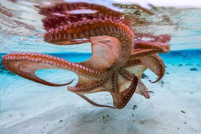 The Octopus Underside