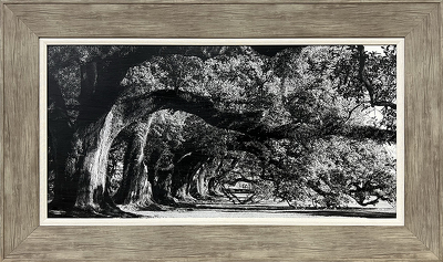 Under the Oak Tree (black and white)